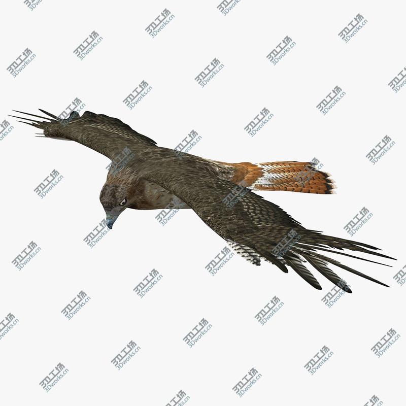 images/goods_img/20210313/Hawk (ANIMATED)/1.jpg